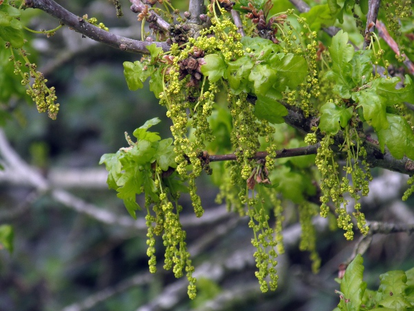 pedunculate oak / Quercus robur: Flowers