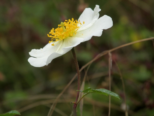 field rose / Rosa arvensis: _Rosa arvensis_ is similar to _Rosa stylosa_, but has its stigmas fused into a column about as long as the stamens; the column is shorter than the stamens in _Rosa stylosa_.