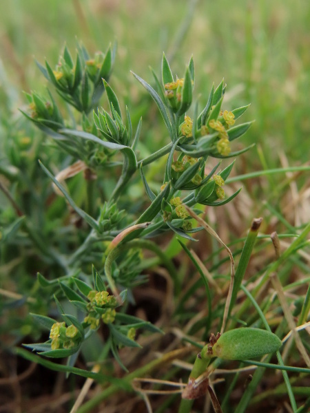 slender hare’s-ear / Bupleurum tenuissimum: _Bupleurum tenuissimum_ grows in salt marshes in southern and eastern England and around Connah’s Quay in North Wales.