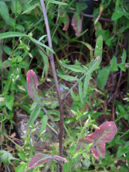 eastern rocket / Sisymbrium orientale: The leaves of _Sisymbrium orientale_ are deeply pinnatisect, with few pairs of lateral lobes.