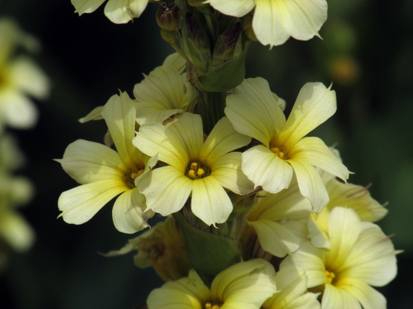 pale yellow-eyed grass / Sisyrinchium striatum: _Sisyrinchium striatum_ has unbranched stems with spikes of yellow flowers.