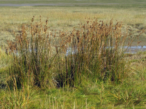 sea rush / Juncus maritimus: _Juncus maritimus_ grows in salt-marshes in Ireland, England, Wales and south-western Scotland.