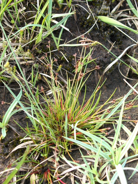 bulbous rush / Juncus bulbosus