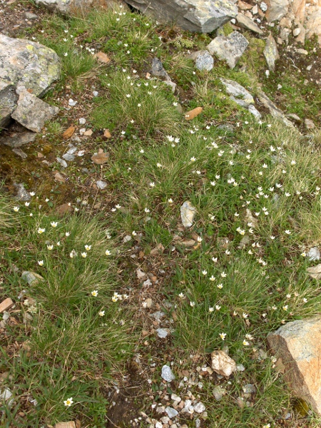 Snowdon lily / Gagea serotina: Although it is dangerously rare in Britain, _Gagea serotina_ can be quite abundant in other parts of its range.