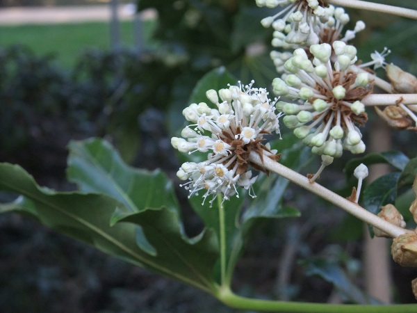 fatsia / Fatsia japonica: The globose, umbellate flower-heads of _Fatsia japonica_ reveal its close relationship with ivy (_Hedera helix_).
