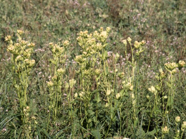 cabbage thistle / Cirsium oleraceum