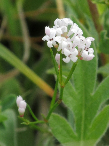 squinancywort / Asperula cynanchica: The flowers of _Asperula cynanchica_ are white or pinkish, with 4 slightly ragged petals bending outwards.