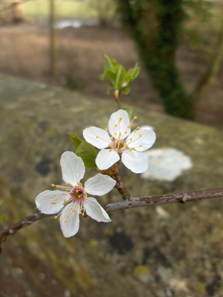 wild plum / Prunus domestica: _Prunus domestica_ has been grown for its fruit for over 1000 years in the British Isles.