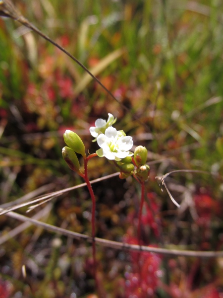 round-leaved sundew / Drosera rotundifolia