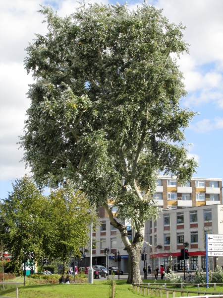 white poplar / Populus alba: _Populus alba_ is a popular amenity tree in parks and streets.
