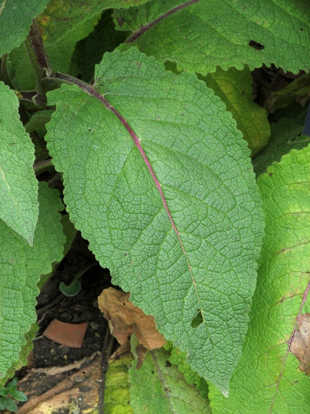 nettle-leaved mullein / Verbascum chaixii: The leaves of _Verbascum chaixii_ are rounded to truncate at the base; they may be lobed or not, depending on the subspecies.