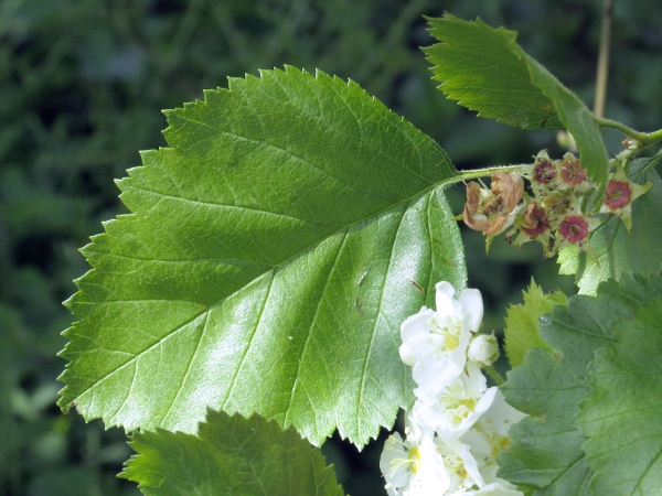 hairy cockspurthorn / Crataegus submollis: The leaves of _Crataegus submollis_ are biserrate and very slightly lobed.