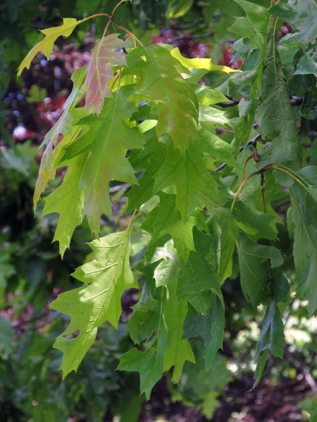 red oak / Quercus rubra: _Quercus rubra_ is native to the eastern half of North America.