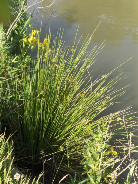 compact rush / Juncus conglomeratus