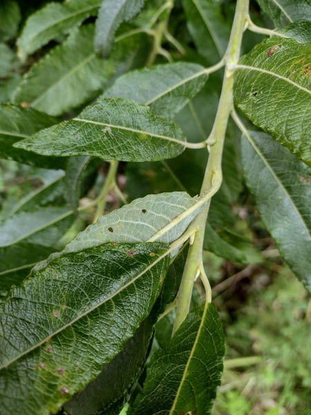 shrubby osier / Salix × fruticosa: The leaves of _Salix_ × _fruticosa_ are relatively long, densely grey-hairy underneath, and strongly undulating along the margin.