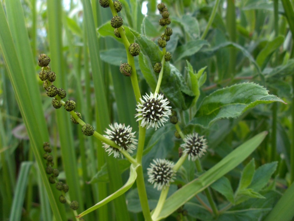 branched bur-reed / Sparganium erectum: _Sparganium erectum_ has a branched inflorescence, with male flower-heads towards the tips of the branches as well as the main axis.