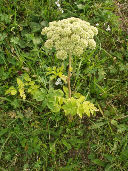 wild angelica / Angelica sylvestris: _Angelica sylvestris_ is a stocky herb that grows in damp woodlands and grasslands across the British Isles.