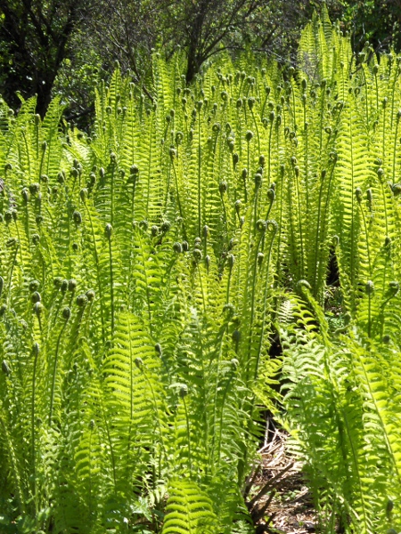 ostrich fern / Matteuccia struthiopteris: _Matteuccia struthiopteris_ forms tight ‘shuttlecocks’ of leaves.
