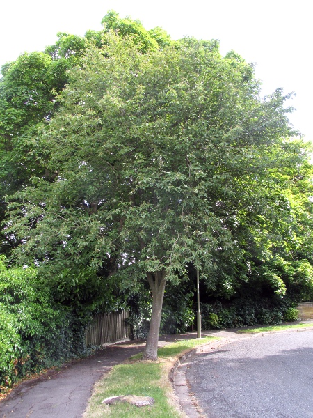 German service tree / Sorbus × thuringiaca: _Sorbus_ × _thuringiaca_ is a natural hybrid between _Sorbus aucuparia_ and _Sorbus aria_, first described from the Thüringer Wald in central Germany.