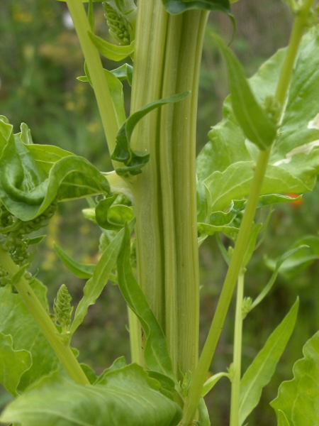 sugar beet / Beta vulgaris subsp. cicla: The deeply ridged stem