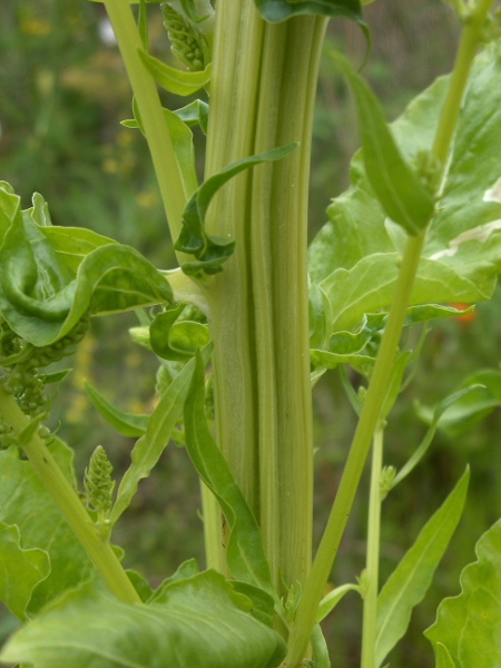 sugar beet / Beta vulgaris subsp. cicla