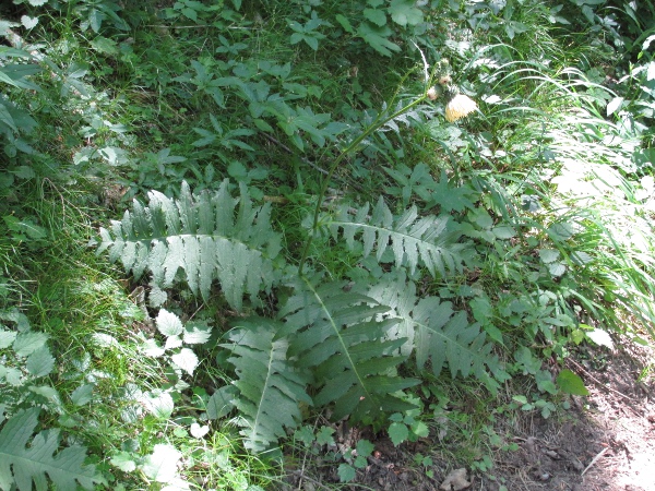 yellow thistle / Cirsium erisithales