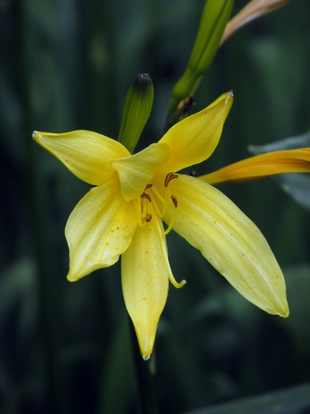 yellow day-lily / Hemerocallis lilioasphodelus: Flower