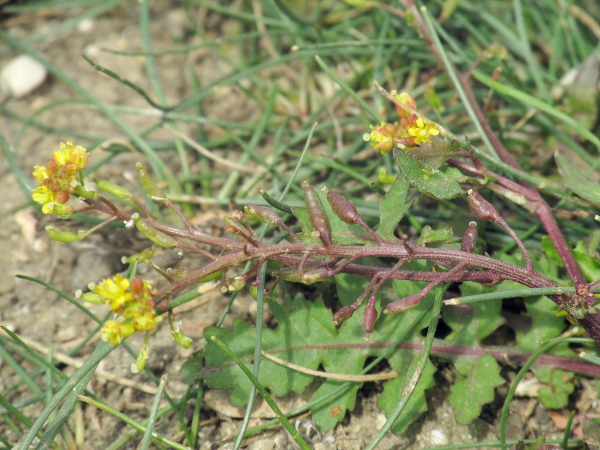 marsh yellow-cress / Rorippa palustris: The mature fruits of _Rorippa palustris_ are held erect or patent, not reflexed as in _Rorippa islandica_.
