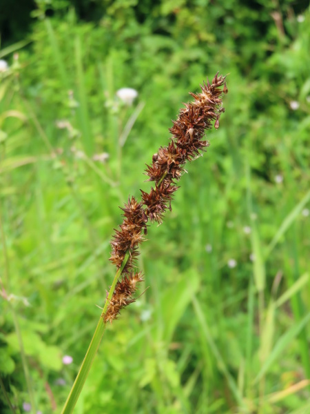 true fox sedge / Carex vulpina: _Carex vulpina_ has darker brown spikes than _C. otrubae_, shorter bracts, rounder cells in the epidermis, perforated leaf-sheaths, along with some other subtle differences.
