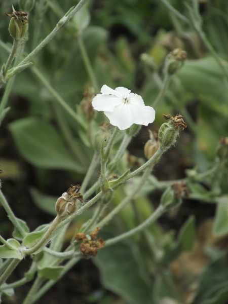 rose campion / Silene coronaria: This white-flowering cultivar is encountered less often than the usual pink type.