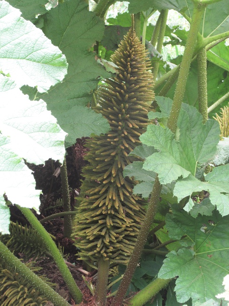 Brazilian giant rhubarb / Gunnera manicata: The inflorescences of _Gunnera manicata_ have longer side-branches than those of _Gunnera tinctoria_.