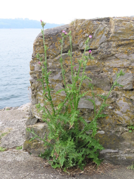 Plymouth thistle / Carduus pycnocephalus: _Carduus pycnocephalus_ is a southern European thistle that has been naturalised on Plymouth Hoe (VC3) since 1868, and occasionally appears as a casual elsewhere.