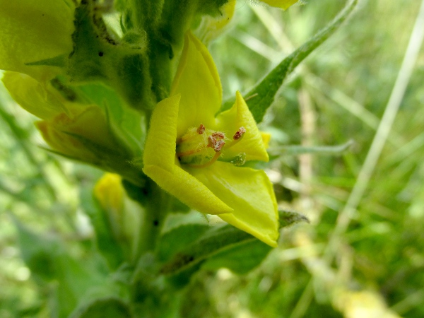 great mullein / Verbascum thapsus: _Verbascum thapsus_ has a capitate stigma and the 2 lower stamens are nearly hairless.