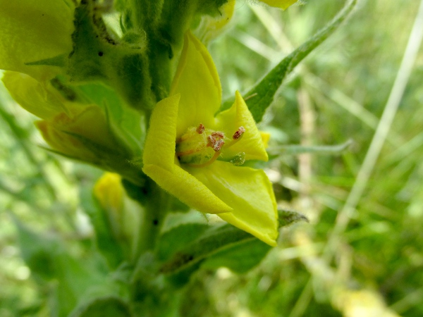 great mullein / Verbascum thapsus