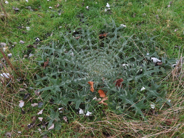 spear thistle / Cirsium vulgare