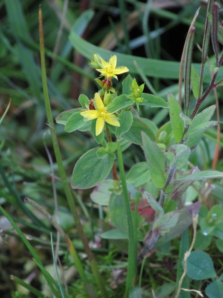 des Étang’s St. John’s wort / Hypericum × desetangsii