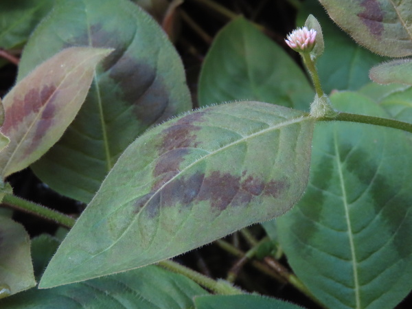 pink-headed persicaria / Persicaria capitata: The leaves of _Persicaria capitata_ are densely covered with fine glandular hairs.