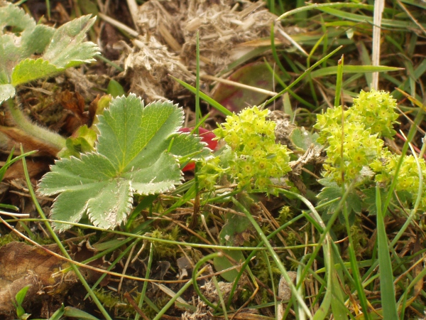 silky lady’s-mantle / Alchemilla glaucescens: _Alchemilla glaucescens_ is a hairy lady’s-mantle that grows in the Yorkshire Dales and a few sites in Scotland and northern Ireland.