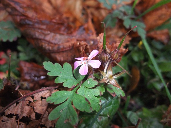 herb Robert / Geranium robertianum: _Geranium robertianum_ releases an unpleasant aroma when bruised.