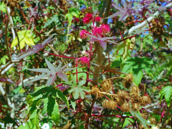 castor-oil plant / Ricinus communis: _Ricinus communis_ is a toxic annual herb that can be several metres tall; it is a rare casual in the British Isles.