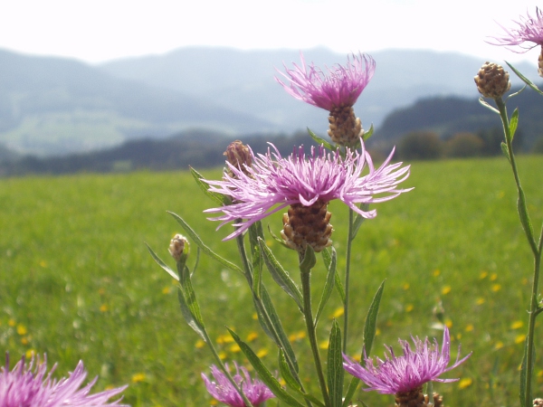 brown knapweed / Centaurea jacea: The phyllaries of _Centaurea jacea_ are pale brown, with irregular fringing.