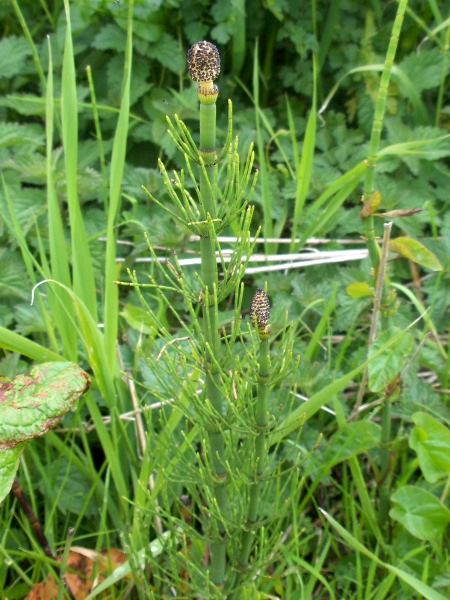 water horsetail / Equisetum fluviatile: _Equisetum fluviatile_ has a wide central hollow and round-topped sporangia.