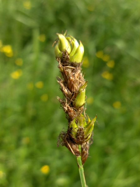 oval sedge / Carex leporina: Inflorescence partly infected by the fly _Wachtliella caricis_