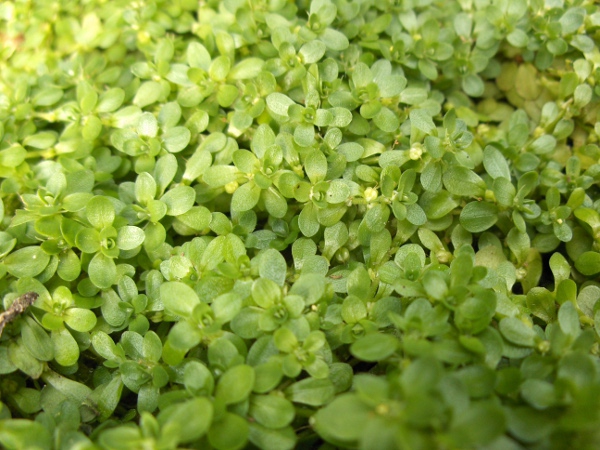 various-leaved water-starwort / Callitriche platycarpa: Habitus