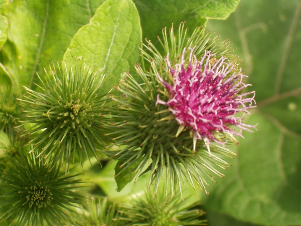 greater burdock / Arctium lappa: The tips of the phyllaries of _Arctium lappa_ are yellowish brown, whereas those of other _Arctium_ species are purple, at least towards the tip.