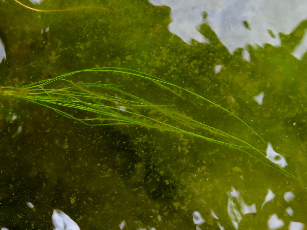 slender-leaved pondweed / Stuckenia filiformis: _Stuckenia filiformis_ is an aquatic plant with very fine, linear leaves that grows at the edges of lakes in Scotland, Ireland and one site in Northumberland.