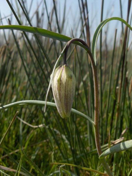 fritillary / Fritillaria meleagris