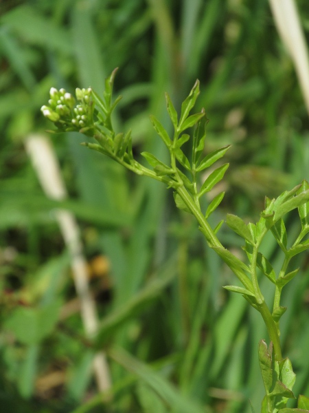 large bitter-cress / Cardamine amara: _Cardamine amara_ grows in wet habitats across much of Great Britain and Northern Ireland, but is almost absent from south-wetsern England, Wales, the Republic of Ireland and the Scottish Highlands.