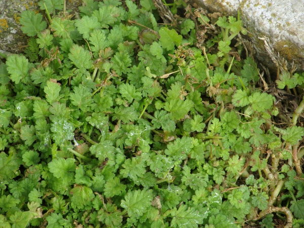 sea storksbill / Erodium maritimum: _Erodium maritimum_ is recognisable even when not flowering by its leaves with pinnate venation, but which are only shallowly lobed rather than deeply divided.