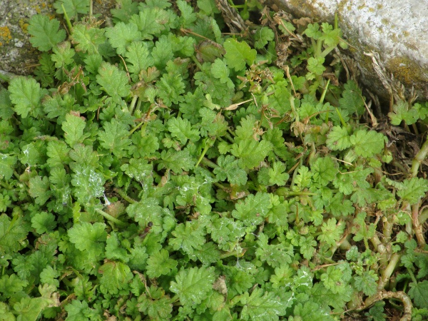 sea storksbill / Erodium maritimum: _Erodium mariti­mum_ is recognis­able even when not flowering by its leaves with pinnate venation, but which are only shallowly lobed rather than deeply divided.